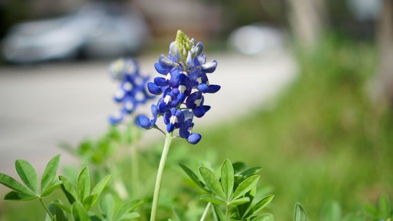 Violetti lupiini kasvaa tien vieressä. Taustalla näkyy auto.