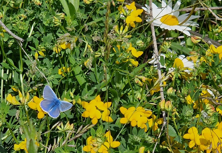 Sininen hohtosinisiipi perhonen kukkaniityllä.