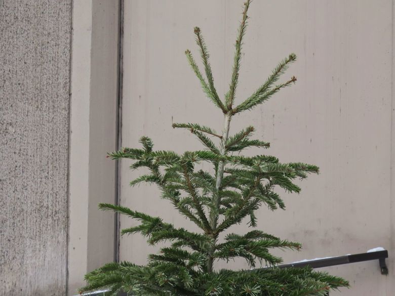 Valokuva ulkona jätetilan seinään nojaavasta joulukuusesta.