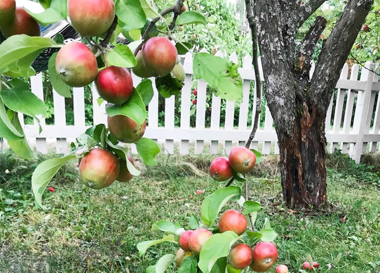 Omenat kypsyvät pihapuussa.